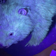 Imagen para el artículo titulado El ornitorrinco no estaba solo: descubren que los wombats también pueden brillar en la oscuridad